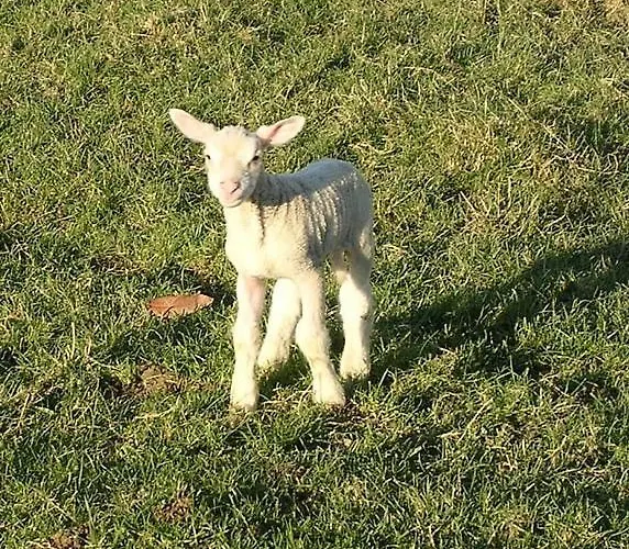 Bed & Breakfast D'hotes Oyhanartia Larceveau-Arros-Cibits